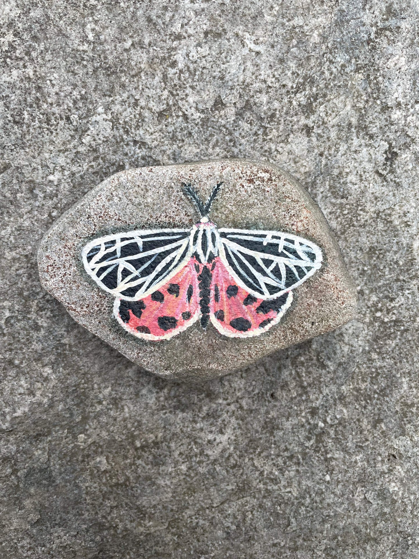 Virgin Tiger Moth Painted Rock