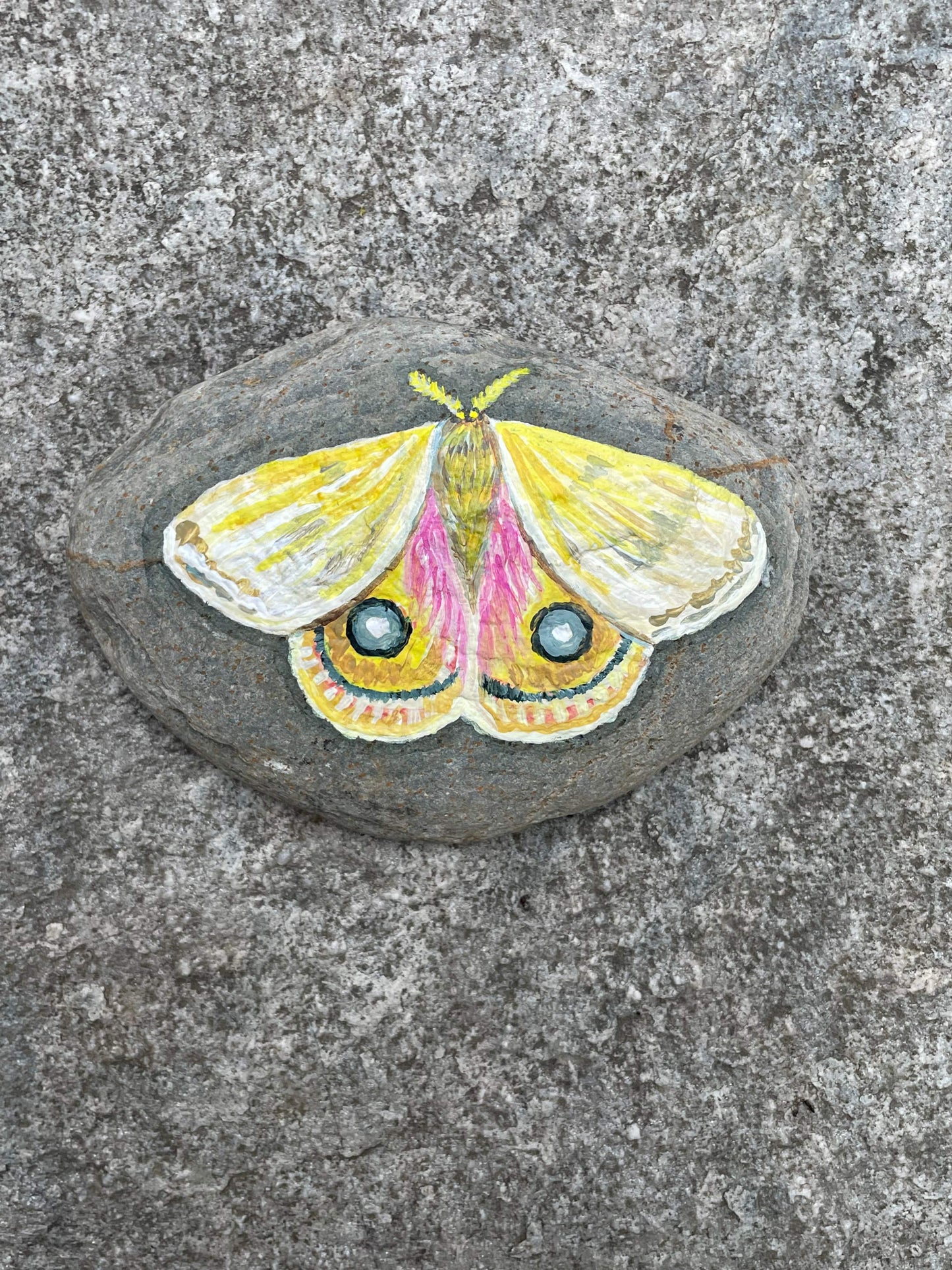 Io Moth Painted Rock