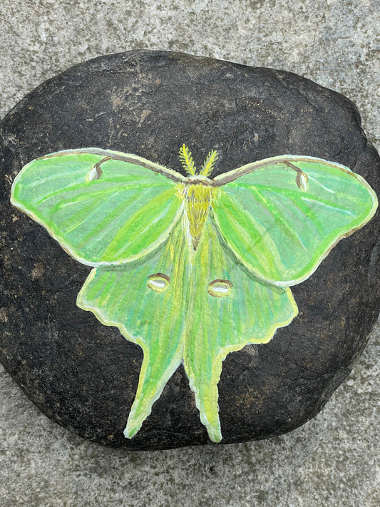 Luna Moth Painted Rock