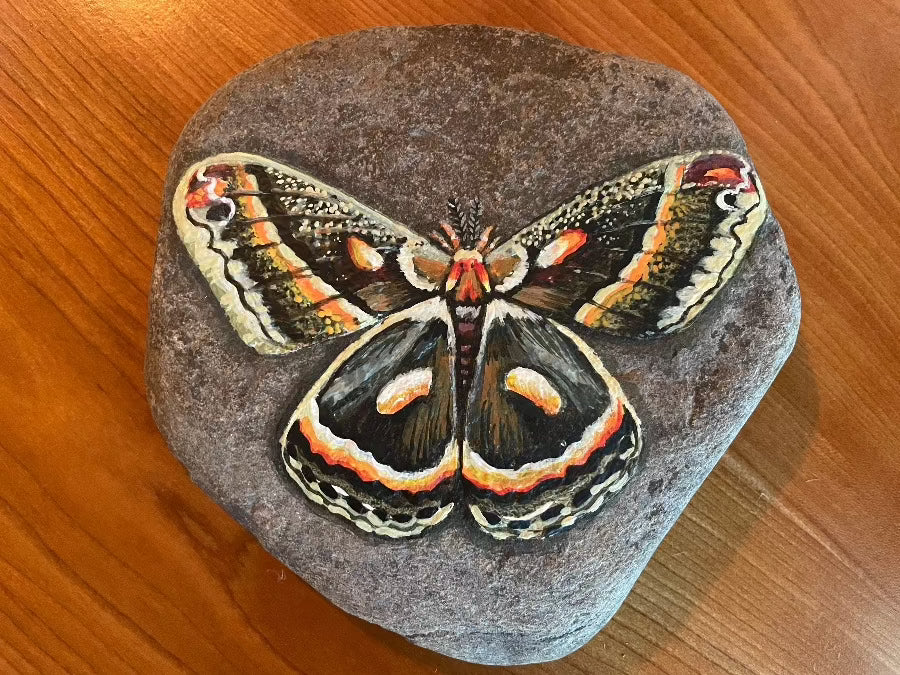 crecopia moth acrylic painting on rock florence farmstead maine